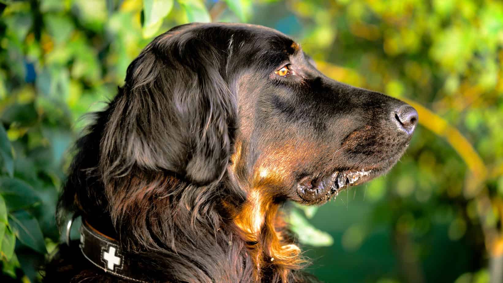 12 Smartest Lab Mix Dogs That Should Be On Your Radar Your Dog Advisor