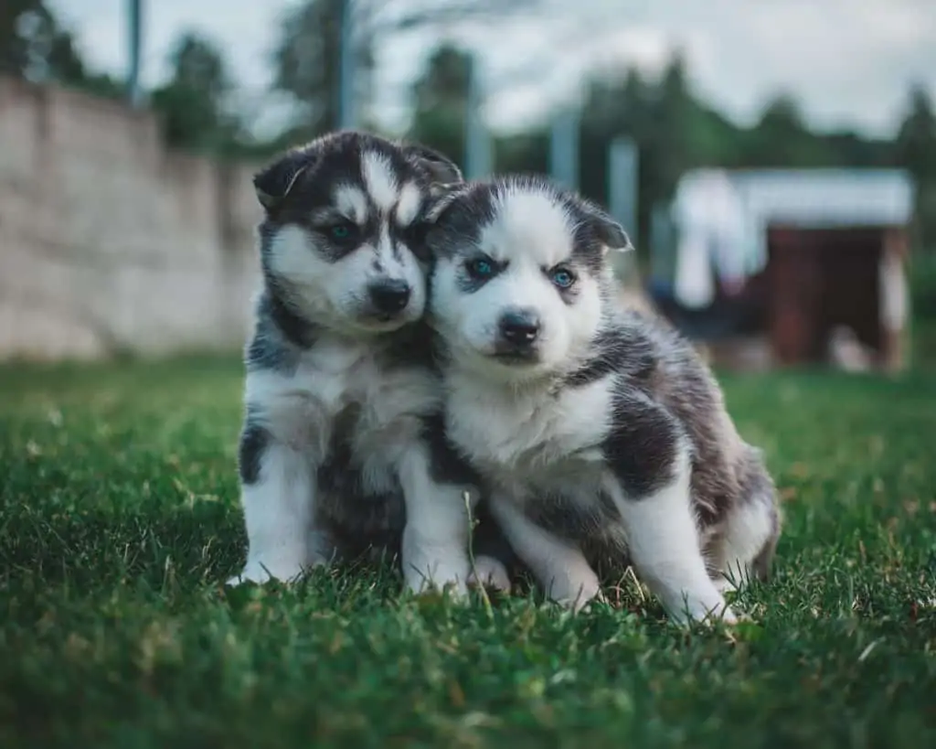 2 Husky Puppies