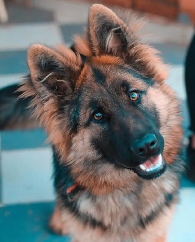 2 a King Shepherd Looking at the camera