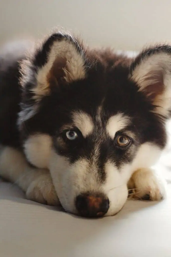 2 a Pomeranian Husky laying down