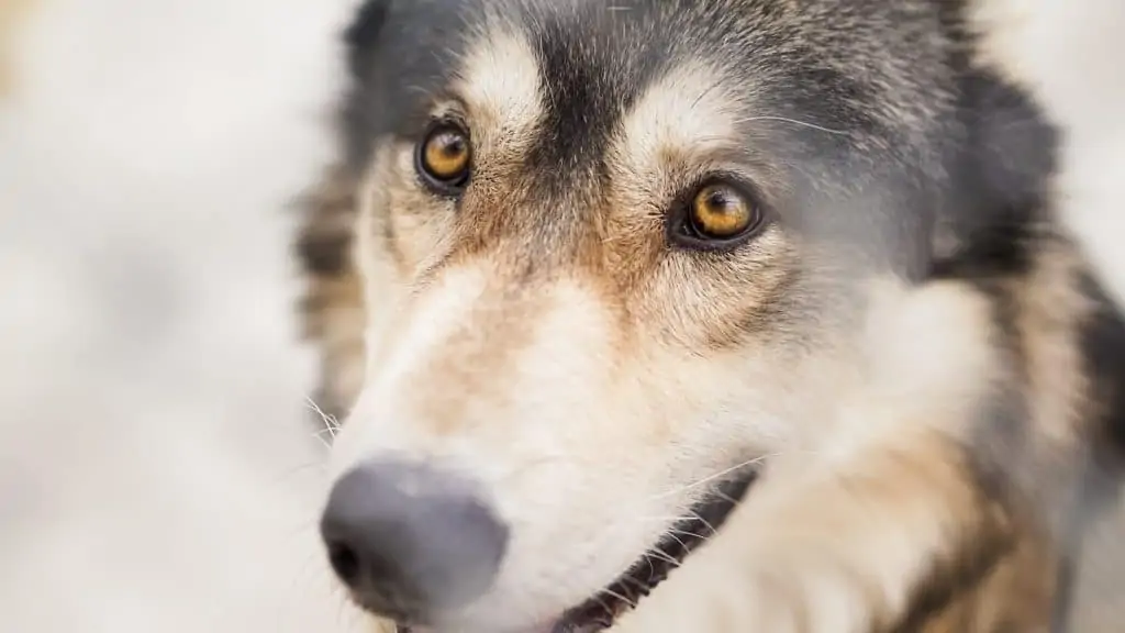 2 a Utonagan looking up