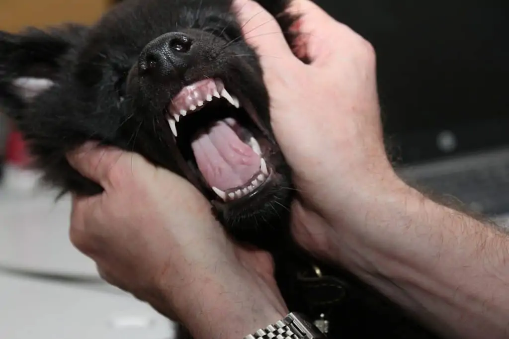 2 a black puppy with his mouth open