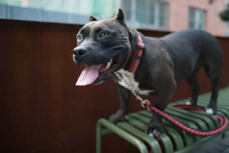 2 a grey pocket pitbull