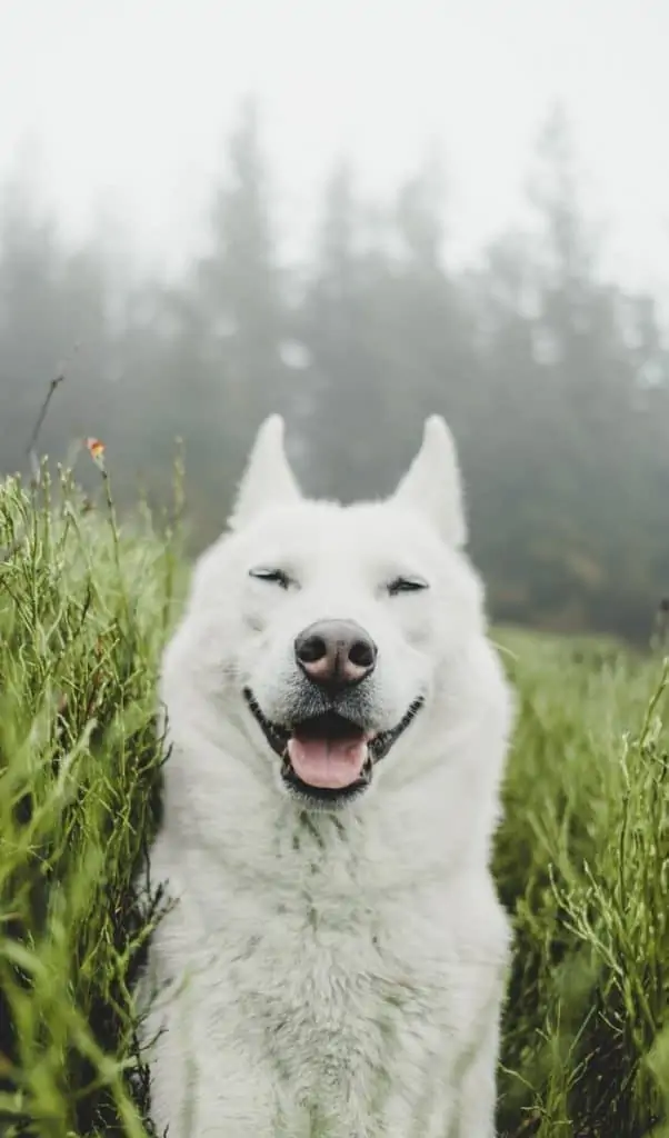 white husky wallpaper