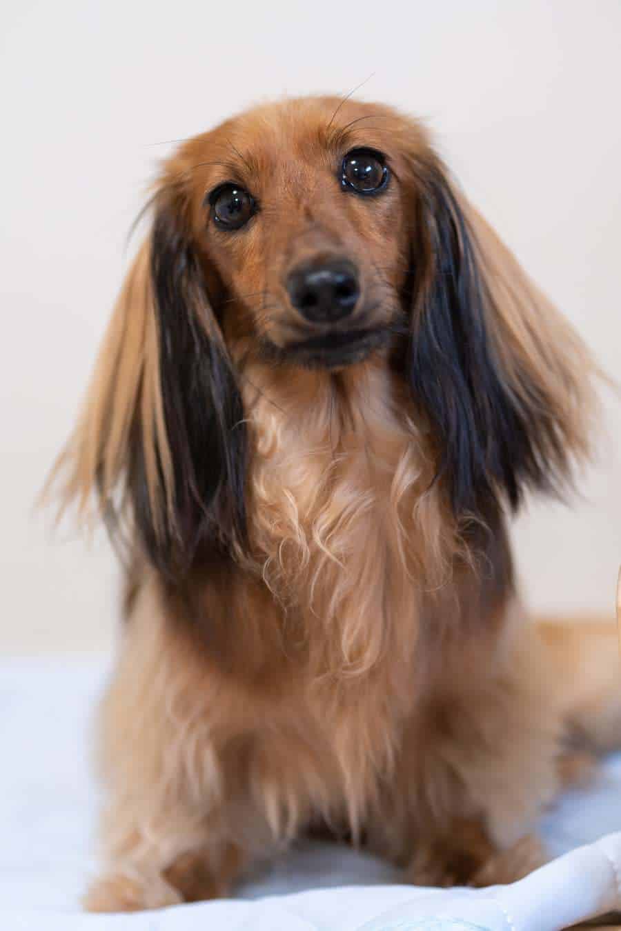 How To Care For A Long Haired Dachshund Grooming Tips, Health Care