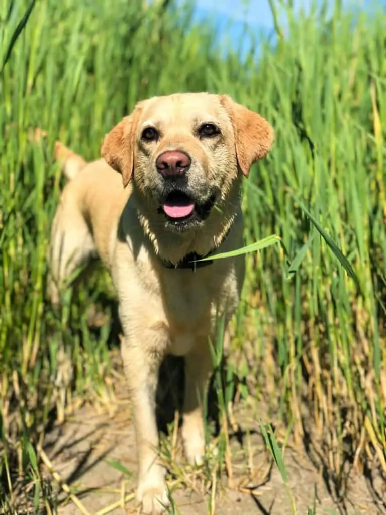 Pocket labrador cheap