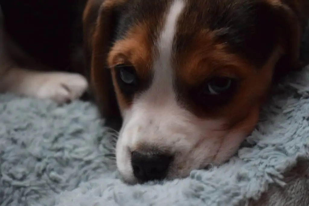 2 a pocket beagle puppy laying down