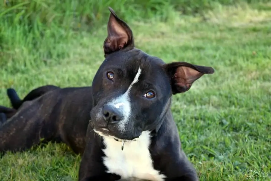 3 a black and white pitbull in grass