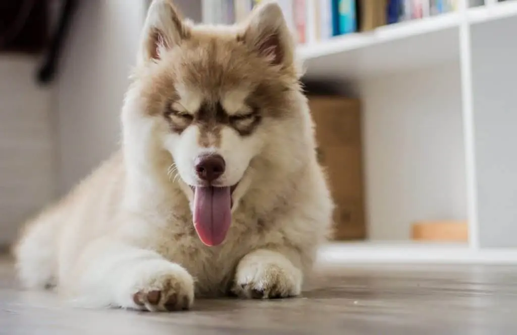 3 a brown Pomeranian Husky