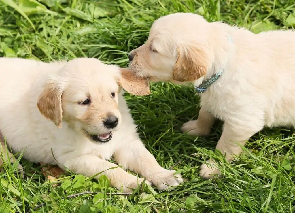 3 a golden retriever biting another puppys ear