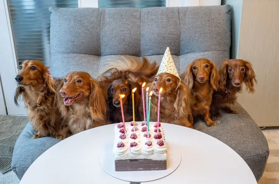 3 a group of long haired Dachshunds at a birthday table