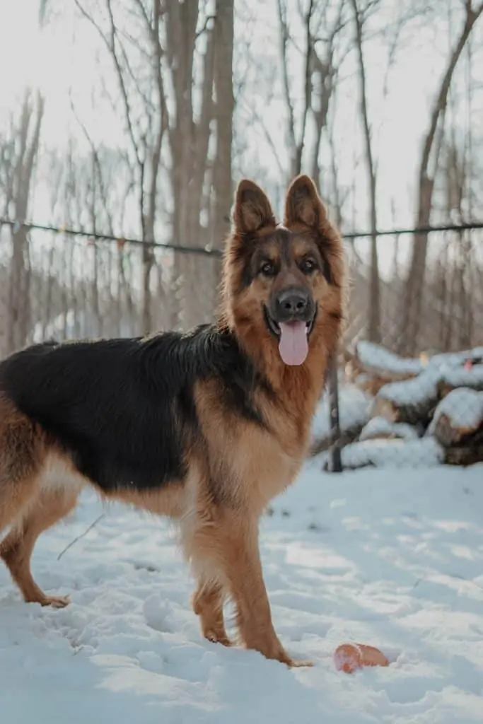 3 a happy King Shepherd in a backyard