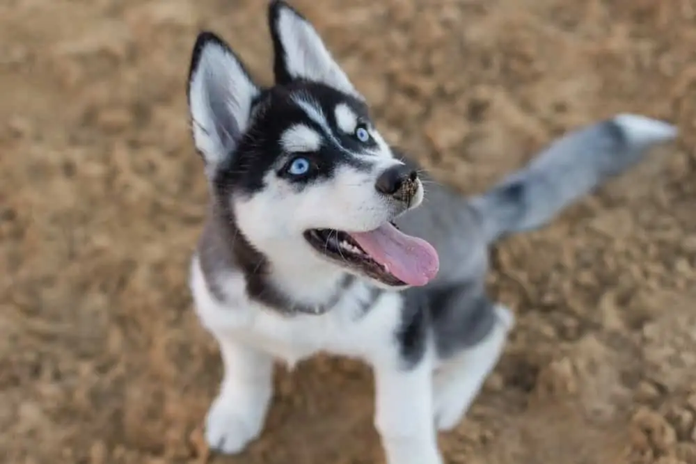 3 a happy husky puppy