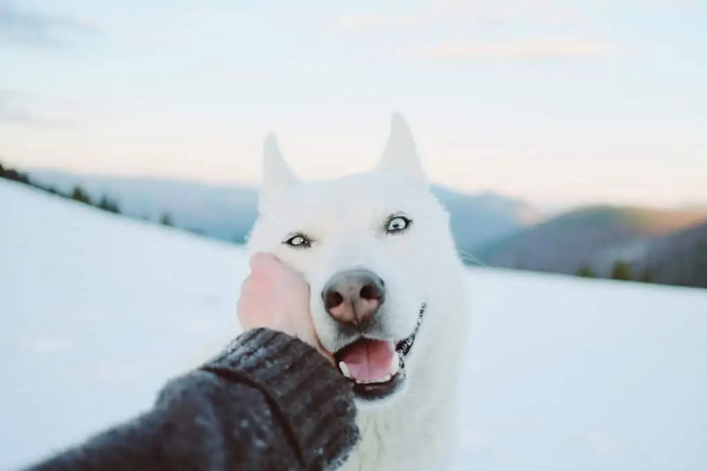 3 a man petting a white husky