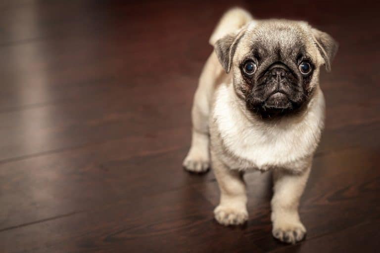 How Much Is A Pug? Breaking Down The Average Pug Price Your Dog Advisor