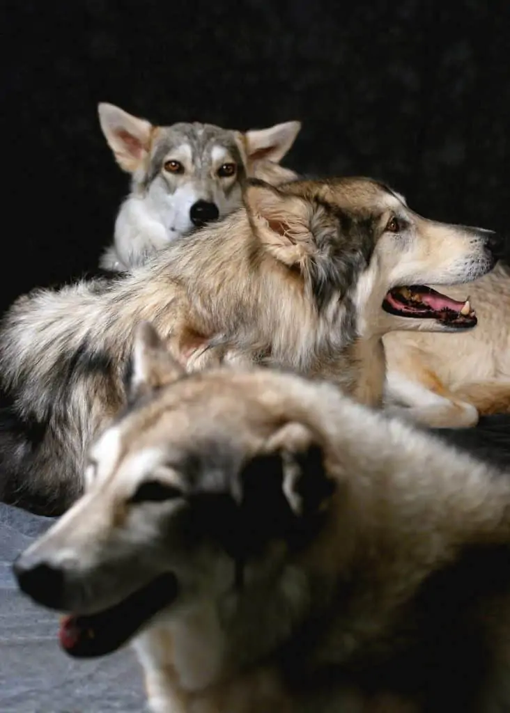 3 three Utonagan dogs laying down