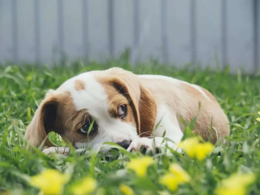 4 a Beagle in flowers