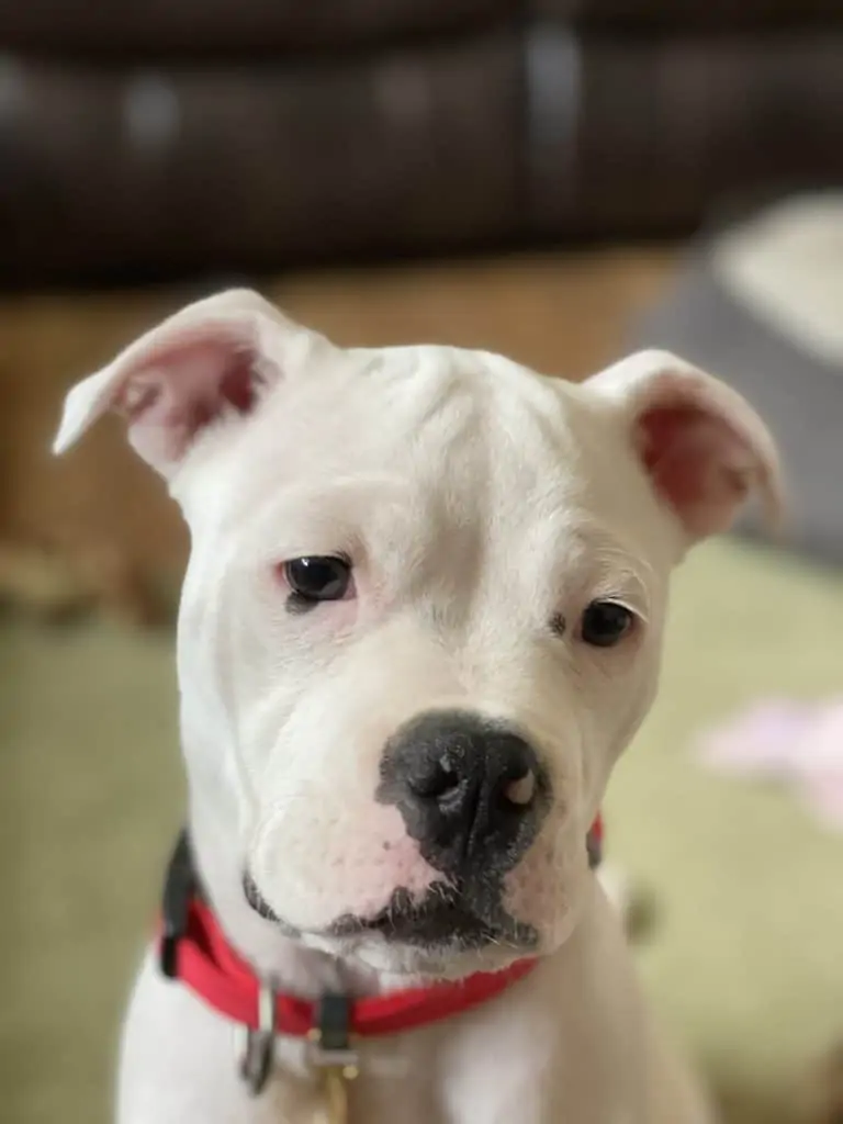 White boxer hot sale pit mix