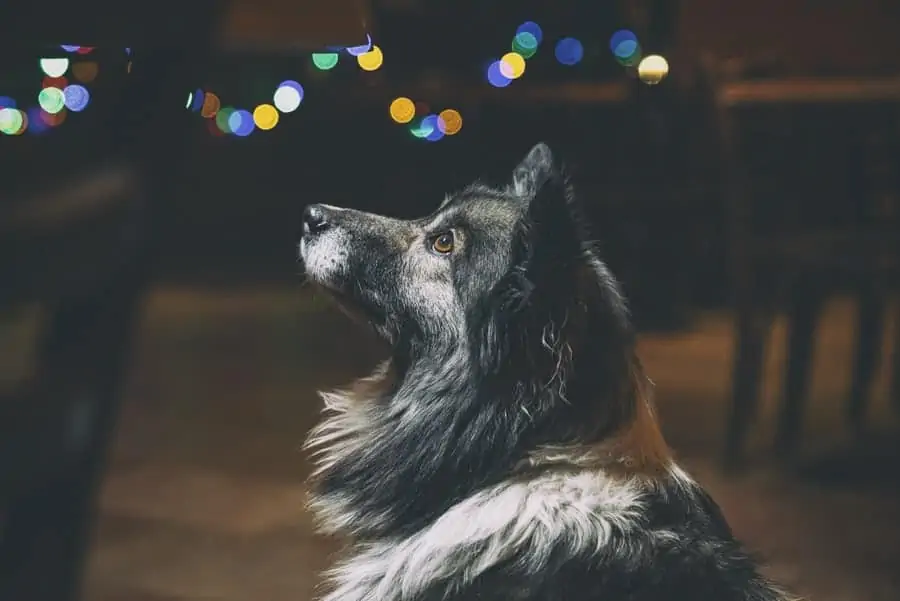 4 a Utonagan in front of Christmas Lights