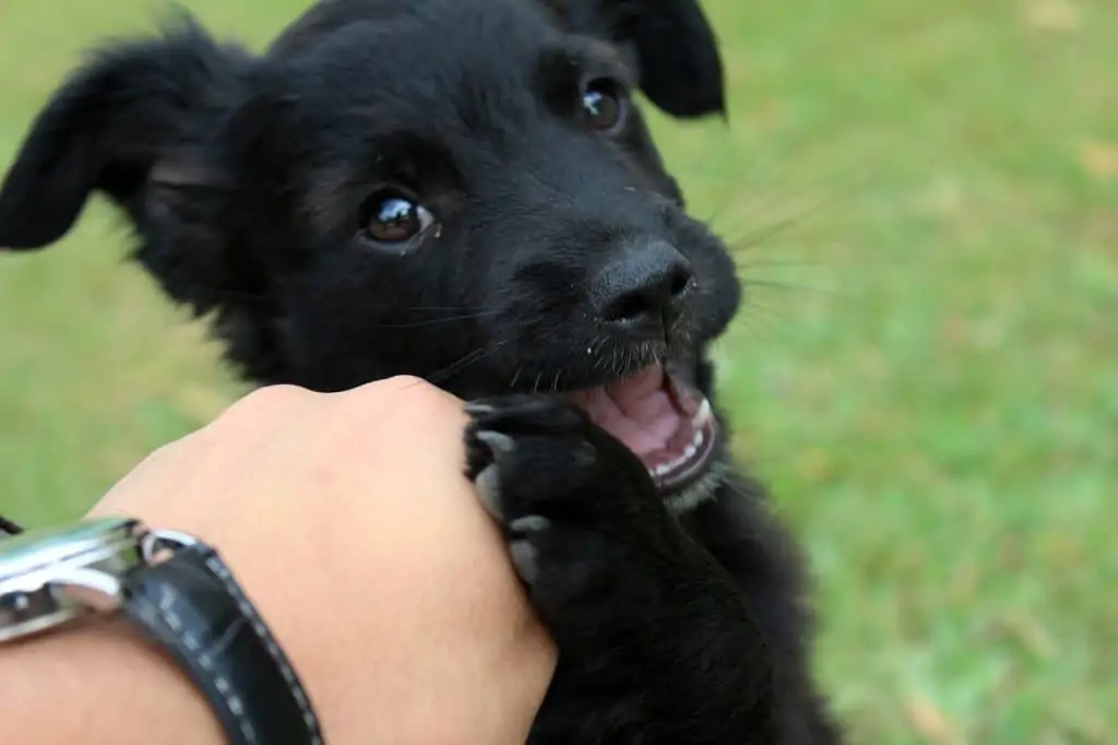 4 a black puppy chewing a mans hand