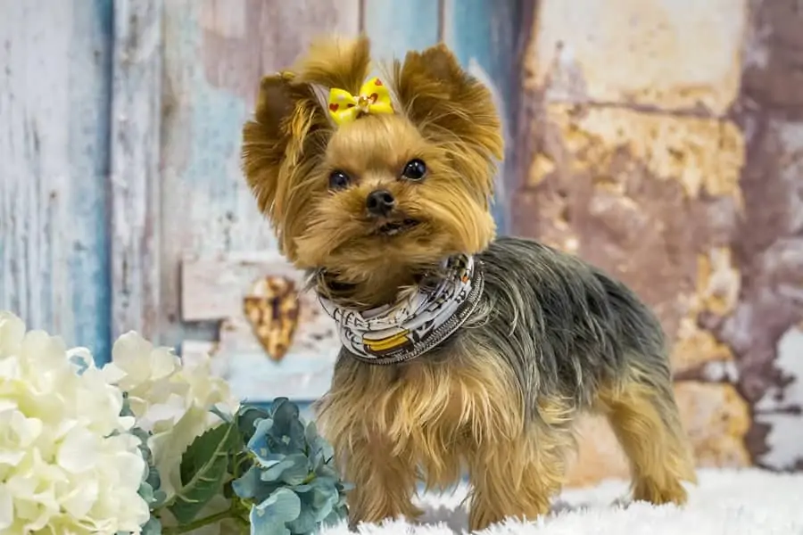 4 a female teacup yorkie with a yellow bow