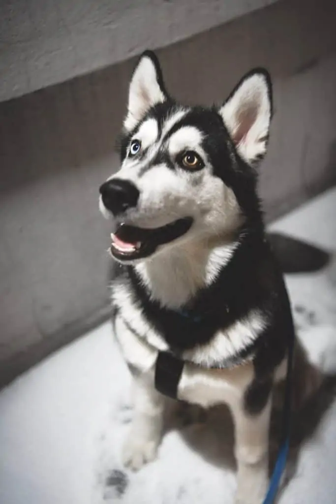 4 a husky with two different eyes