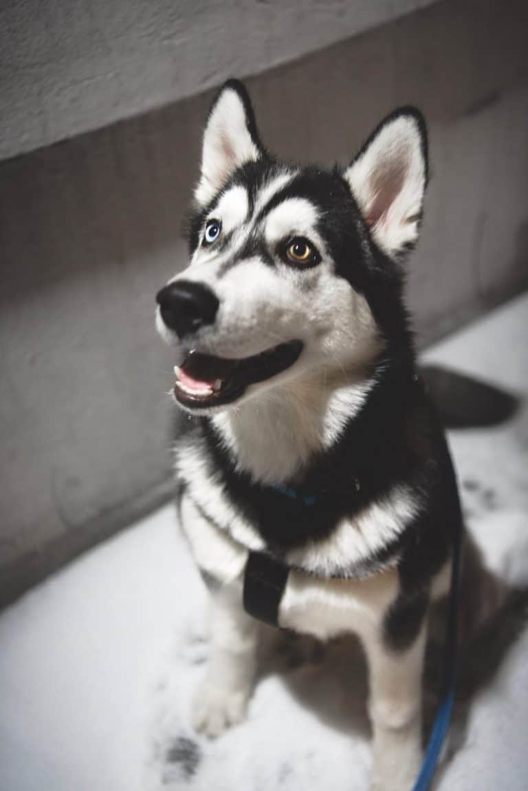Husky Price How Much Does It Cost To Buy And Raise A Husky? Your