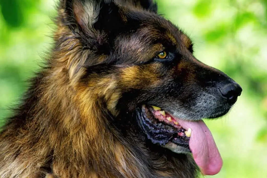 4 a side profile of a king shepherd