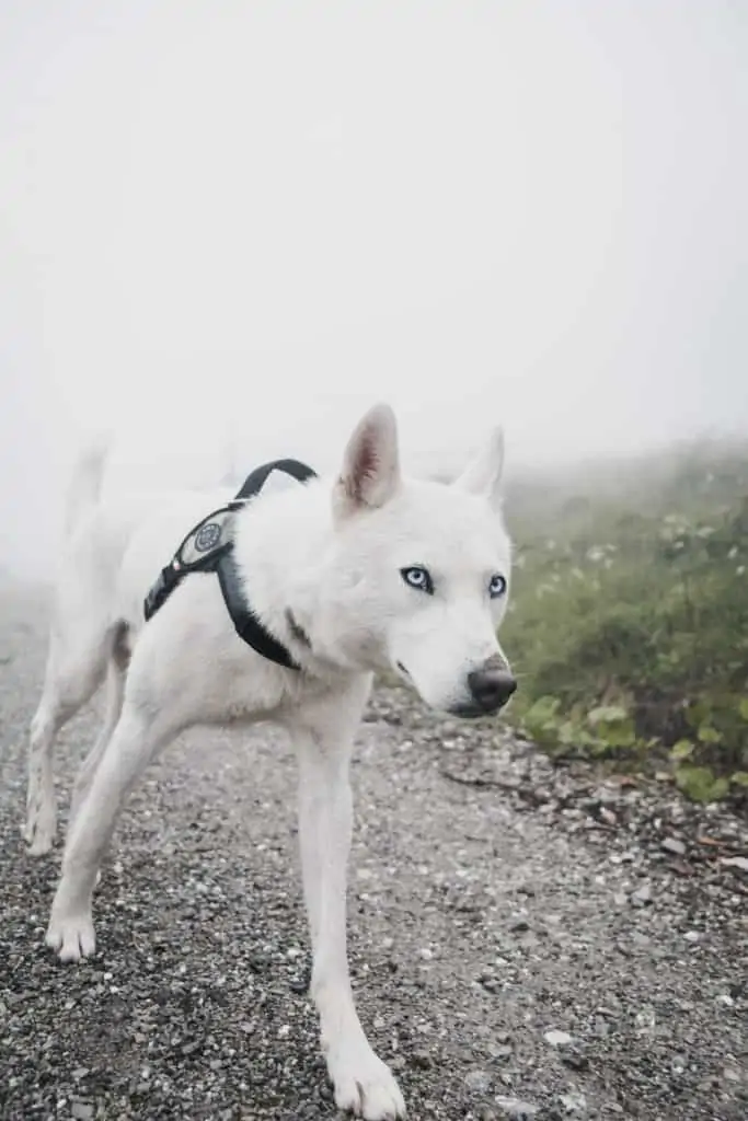 4 a white Husky on a walk