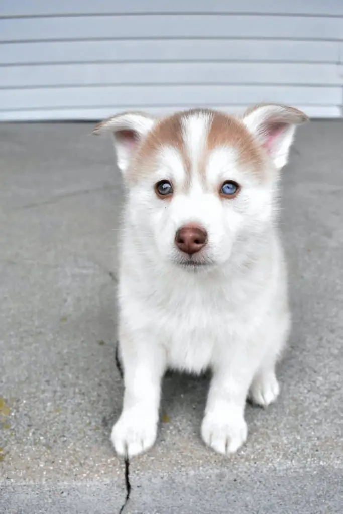 4 a young pomeranian husky