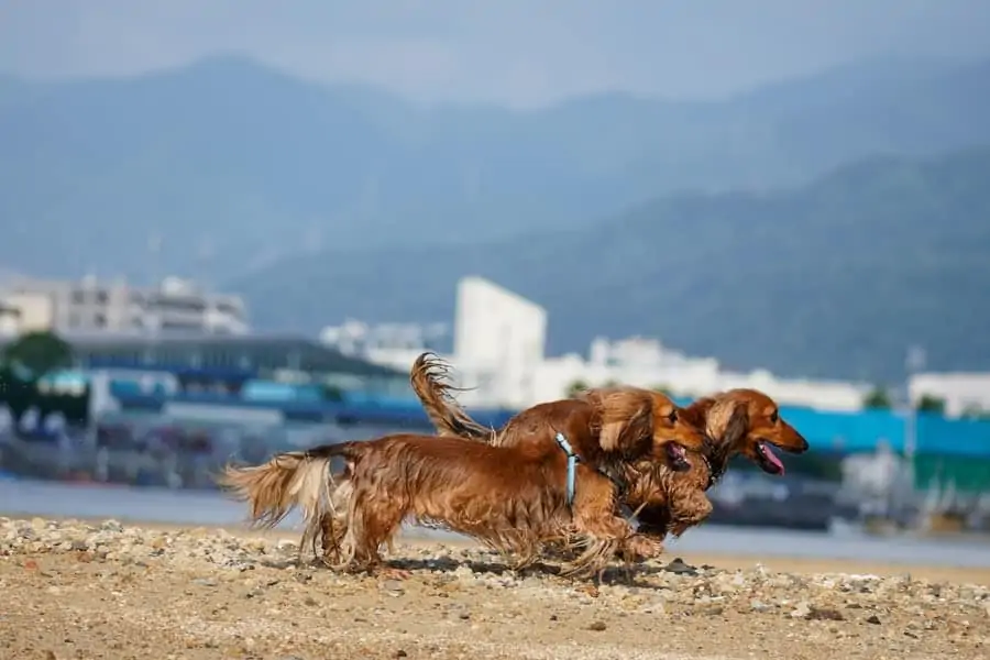 4 two Dachshunds running