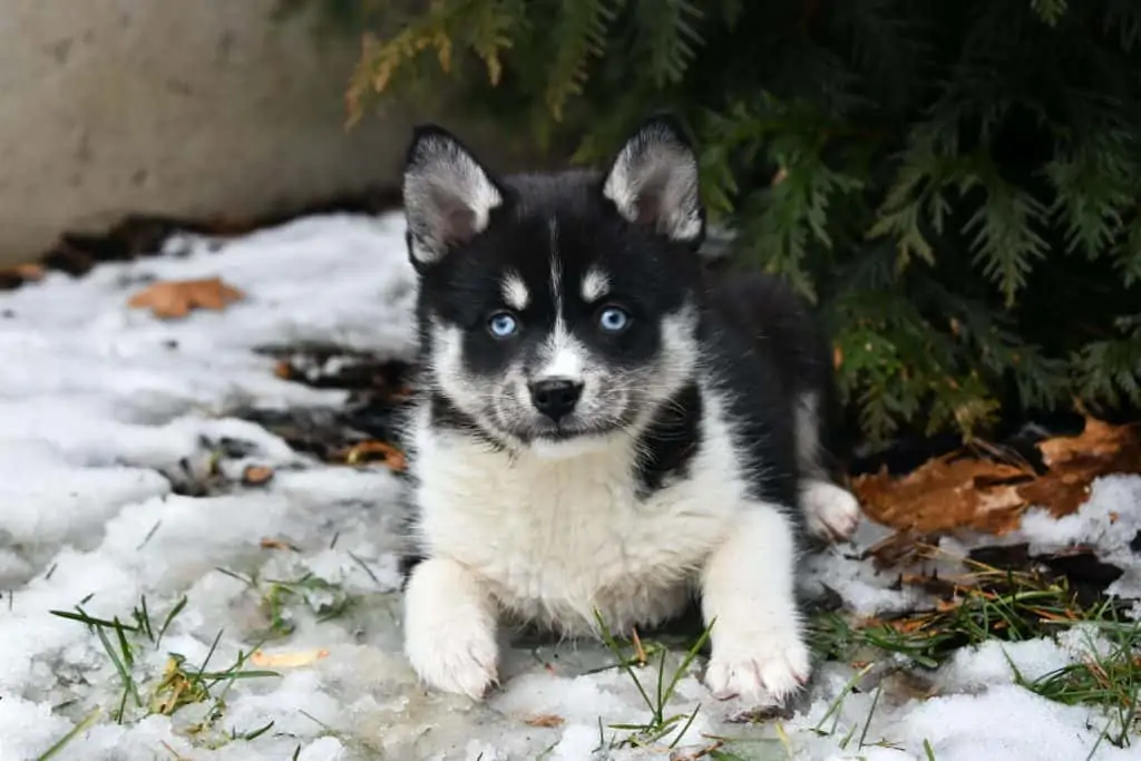 5 a Pomeranian husky puppy with blue eyes