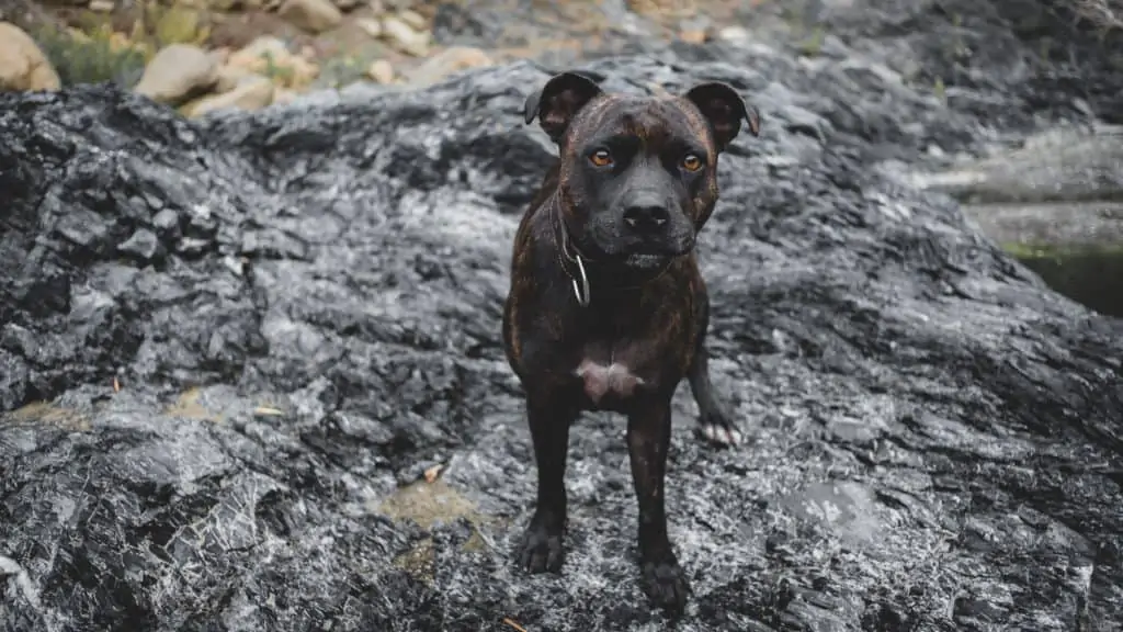 5 a brindle Pitbull boxer mix