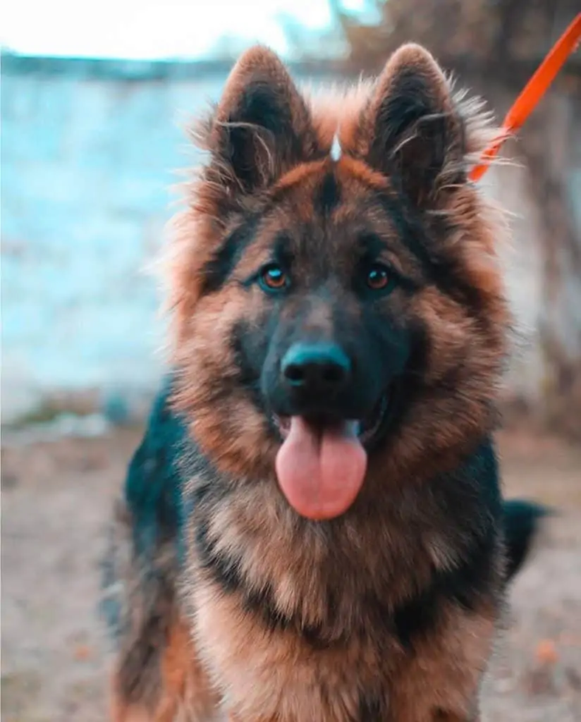 5 a king shepherd on an orange leash