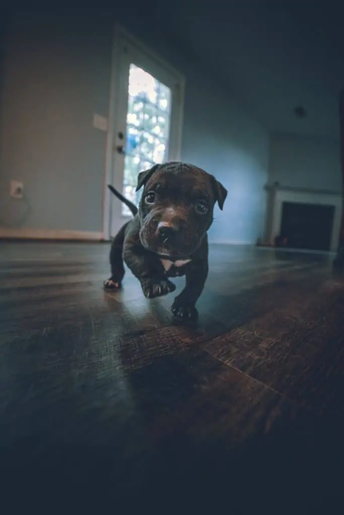 5 a tiny pocket pitbull puppy