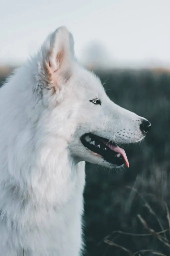 5 a white Husky facing the side