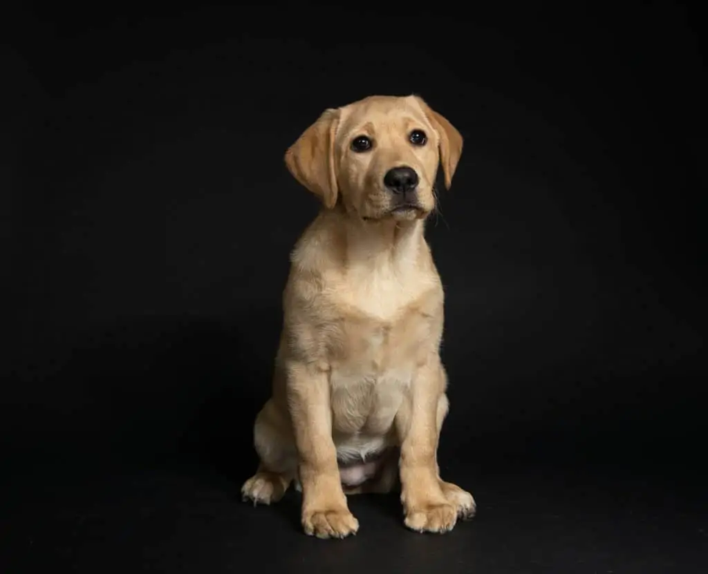 Small yellow lab store mix