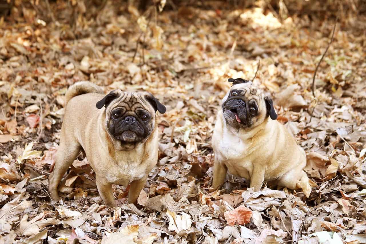 How Much Is A Pug? Breaking Down The Average Pug Price Your Dog Advisor