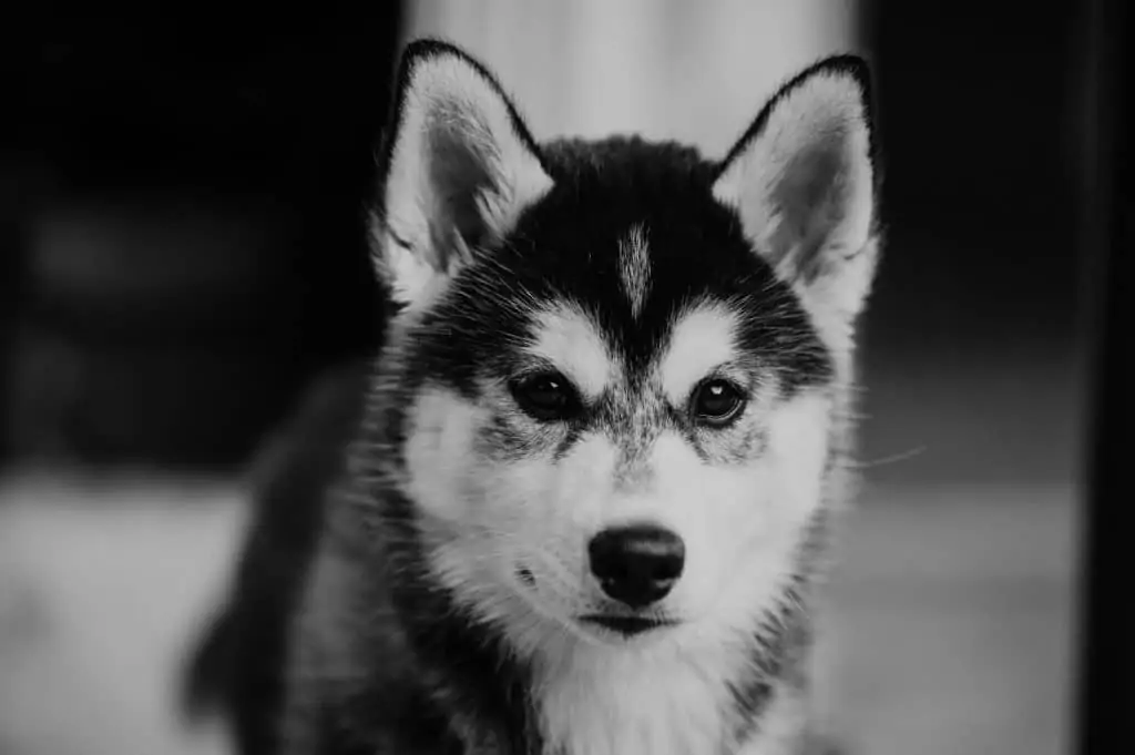 6 a black and white pomsky