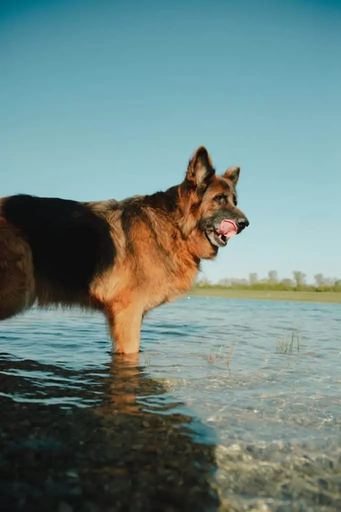 6 a king shepherd in water