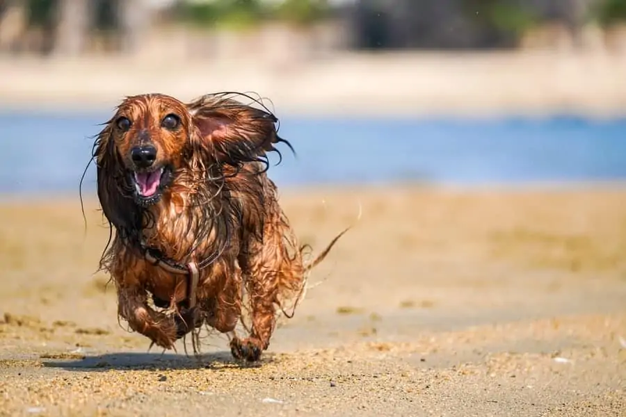 6 a long hair dachsund running on the beach