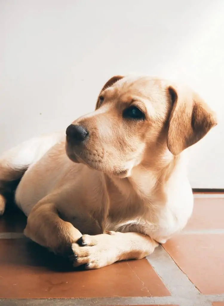 miniature lab puppies