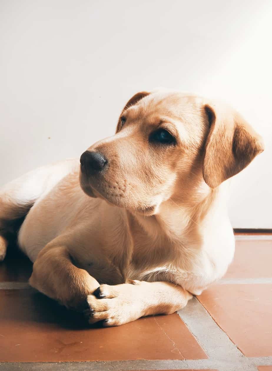 The Mini Labrador What You Should Know About Smaller Than Average