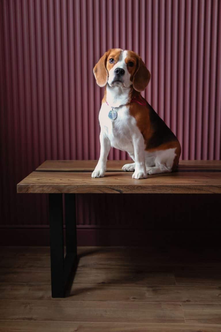 The Pocket Beagle A Complete Breed Information Guide Your Dog Advisor