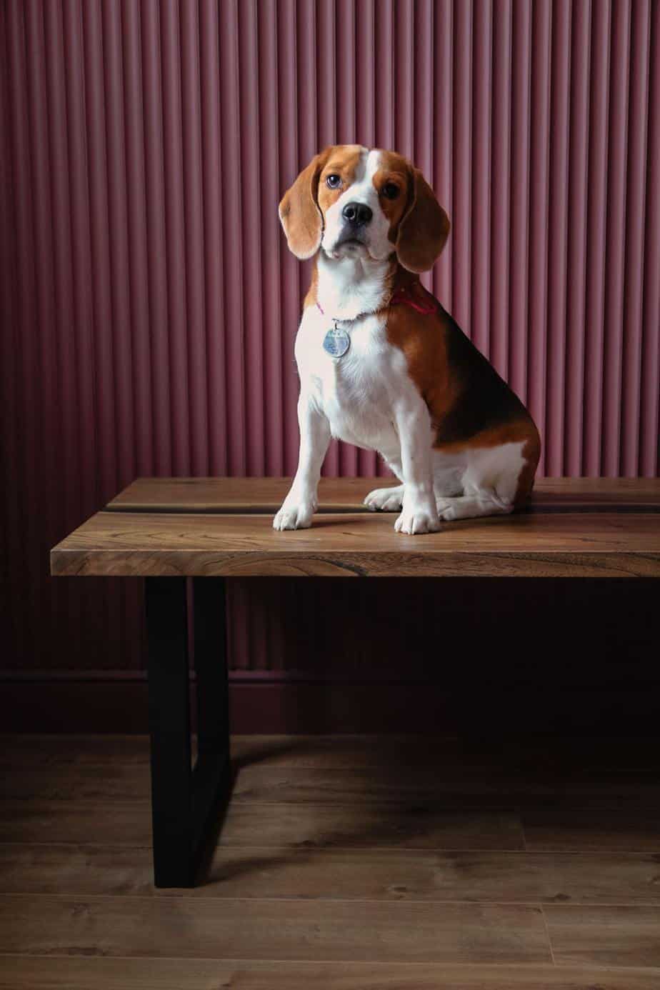 The Pocket Beagle A Complete Breed Information Guide Your Dog Advisor