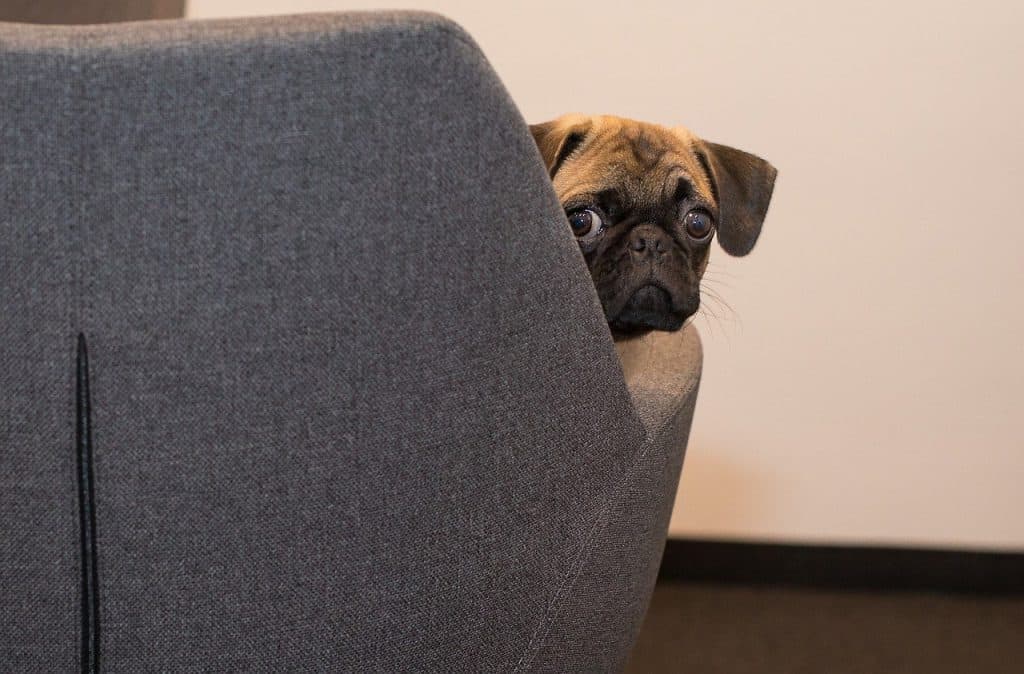 6 a pug peeking around a couch 6 a pug peeking around a couch