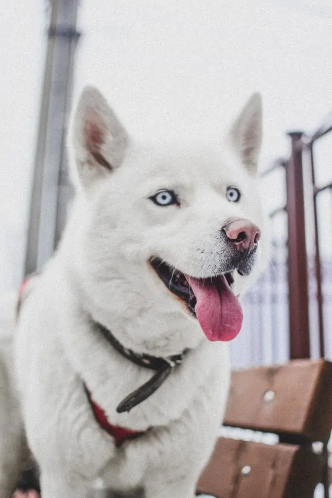 6 a white Husky with blue eyes