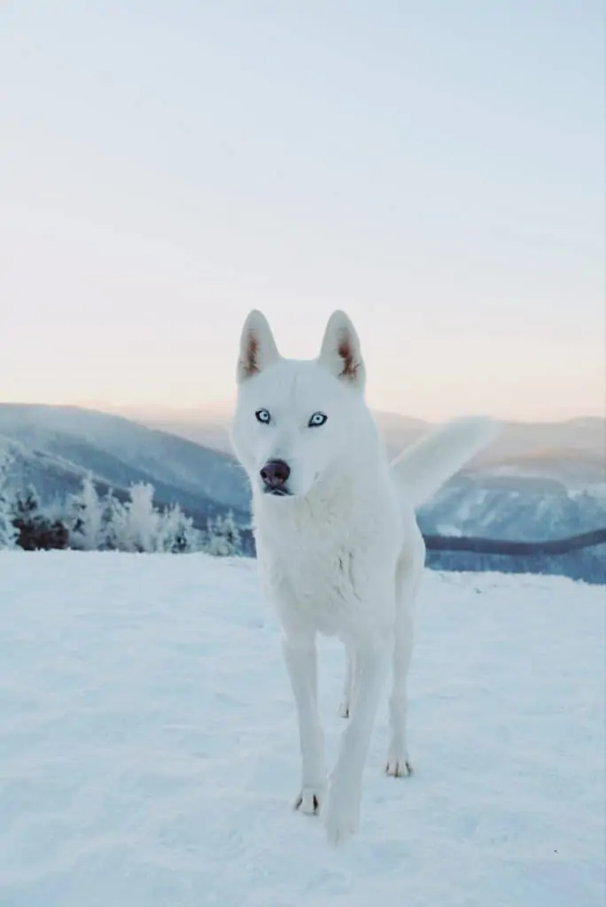 6 a white Husky with blue eyes in snow