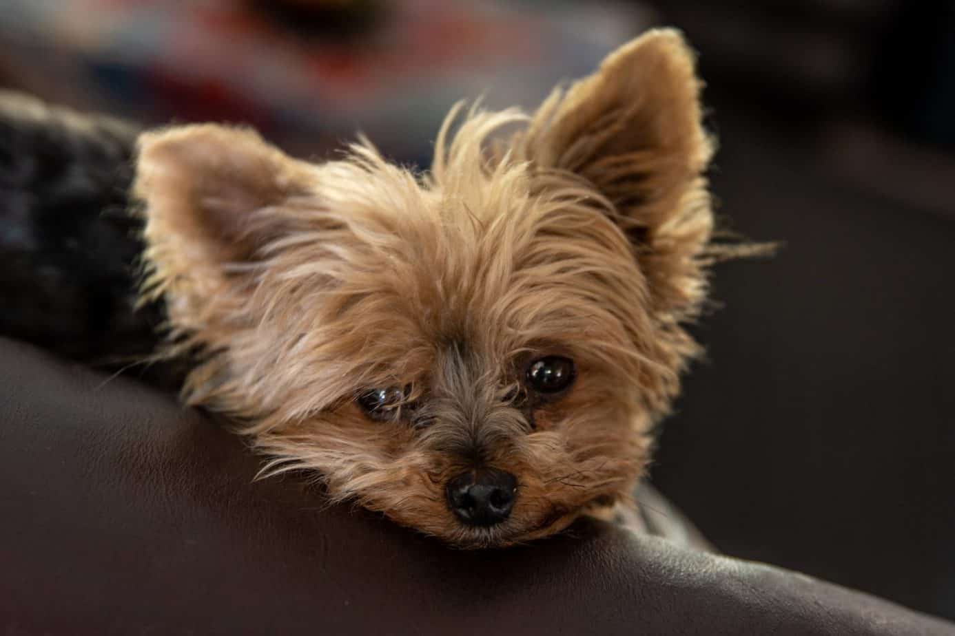 How Much Do Teacup Yorkies Cost? Your Dog Advisor