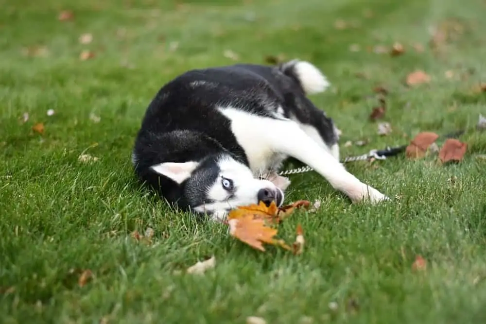 7 a Husky laying in grass